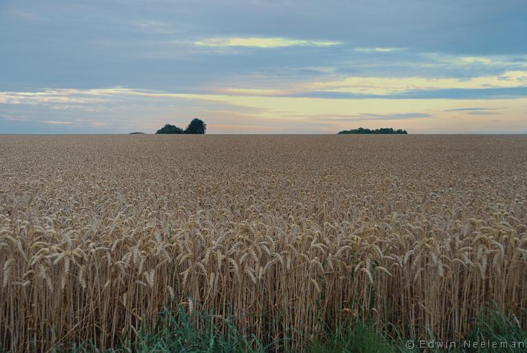 ENE-20110716-0514.jpg - Bannay, La Marne